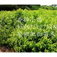 安徽三崗苗木/紅葉李小苗/桂花小苗/香樟小苗/大葉女貞小苗/