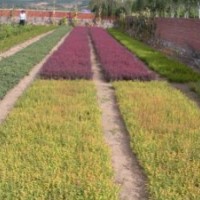 白榆、藍葉忍冬、金葉復(fù)葉槭