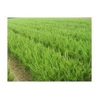 基地直銷(xiāo)1000萬(wàn)小龍柏，1000萬(wàn)塔柏，1000萬(wàn)金葉女貞