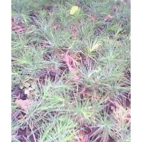 山西白皮松種子，山西白皮松種子，山西白皮松種子價格產(chǎn)地