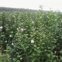 專供白蠟小苗 復(fù)花木槿 自產(chǎn)自銷 價格優(yōu)惠