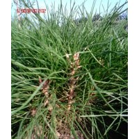 甘肅平?jīng)雒缒荆退膳R床苗，油松小苗，油松大田苗。