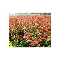 紅葉碧桃=供應紅葉碧桃苗=一年紅葉碧桃小苗=紅葉碧桃苗價格