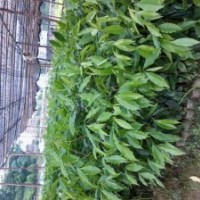 沉香苗，沉香大杯苗出售【長(zhǎng)期】