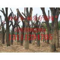 2012年低價(jià)出售1-8米白皮松8公分國槐