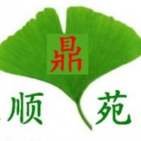 8公分銀杏