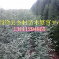 山西國槐 國槐苗價格 側(cè)柏 油松 白皮松 核桃苗 蘋果樹 桃樹批發(fā)