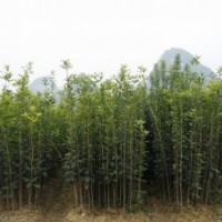 桂滿園]供應(yīng)3年桂花苗，桂花樹苗