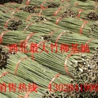 低投資高收益,2012最新致富項目--陜西上林竹柳