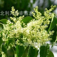 供應湖北利川大葉女貞樹苗 女貞小苗 女貞苗價格