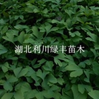 供應(yīng)銀杏樹小苗銀杏苗 湖北銀杏樹苗價格 銀杏價格