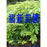 降香黃檀苗 黃花梨苗 和降香黃檀種子 海南黃花梨苗