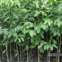 大量供應(yīng)土沉香苗