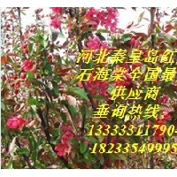 北美系列-紅寶石海棠、絢麗海棠、亞當(dāng)海棠、