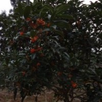 2012年狀元紅春季扦插苗預售中，附加母本圖