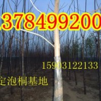 河北泡桐、河北泡桐基地