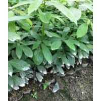 江西楨楠杯苗，營養(yǎng)袋楠木秒