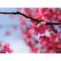 福建山櫻花
