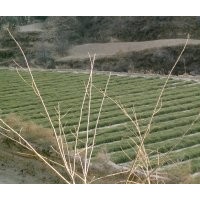 油松（3年容器袋苗），國槐、刺槐，山杏出售