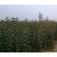 供應(yīng)二年生大葉女貞，速生國(guó)旗紅百日紅小苗