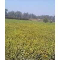 供應(yīng)紅葉石楠、紅王子錦帶、月季、水臘、連翹、黃楊