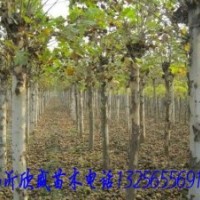 法桐急于騰地低價(jià)出售