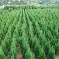 供側(cè)柏苗，白皮松苗，皂角苗，國槐苗，柿子苗。
