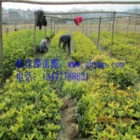 苗圃桂花樹苗批發(fā)30-50CM金桂、銀桂、八月桂300珠包郵