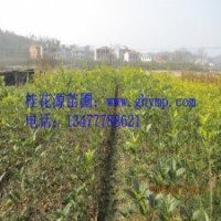 苗圃桂花樹苗批發(fā)120-150CM金桂、銀桂、八月桂300珠包郵