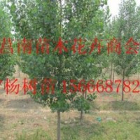 供應(yīng)107楊樹(shù)苗