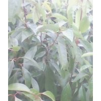 香樟樹,秋楓