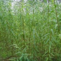 優(yōu)質(zhì)竹柳樹苗|山東優(yōu)質(zhì)竹柳樹苗|，誠信為本