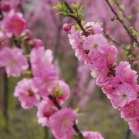 優(yōu)質(zhì)榆葉梅樹苗|山東優(yōu)質(zhì)榆葉梅樹苗|就知道，誠信為本