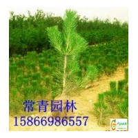 出售30公分油松苗