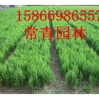 供大量側(cè)柏容器苗/山東側(cè)柏小苗