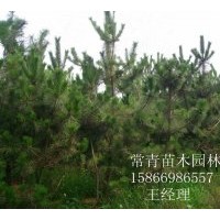 常年低價(jià)銷售【黑松樹苗，黑松營(yíng)養(yǎng)杯苗】