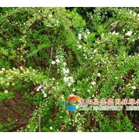 供應(yīng)薔薇苗，月季苗，品種月季苗 檜柏苗 蜀檜苗