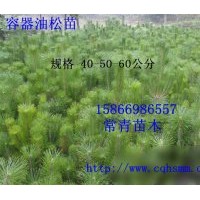 供應【油松小苗，油松苗木】