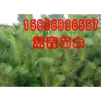 供應【黑松小苗，黑松樹苗】