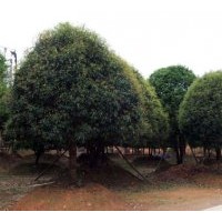 供應(yīng)八月桂金桂四季桂精品桂花、湖北當年生桂花小苗、桂花種子