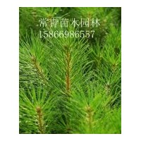 供應低價樟子松苗 油松，側柏，黑松，白皮松，華山松，櫻花，小