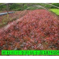 供應(yīng)紅葉李 2萬