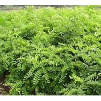 供應(yīng)刺槐苗，花椒苗，國槐苗，紫穗槐苗等小