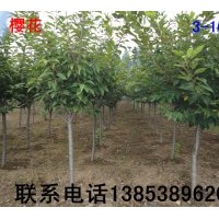 櫻花【櫻花小苗】【1米以上櫻花苗】