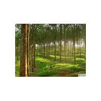 供應(yīng)香膠樹苗 香粉樹苗 香膠苗 香膠樹種子