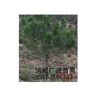 出售低價(jià)白皮松，白皮松苗，白皮松種子供應(yīng)