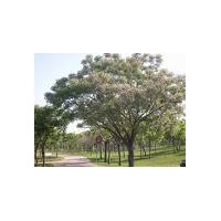 供應花心木苗 苦楝樹苗 苦練木苗 苦煉樹苗 火練木苗