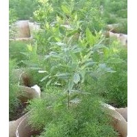 批發(fā)珍貴印度檀香樹苗/檀香苗引種/華南植物園檀香樹苗