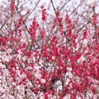 供應桃花苗 桃花樹 桃花芯苗