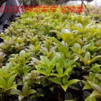 供應(yīng)紅豆杉，丹桂，香樟，綠化小苗